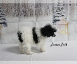 Small #22 Poodle (Toy)