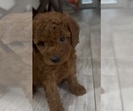 Puppy Puppy 7 Sunny Golden Retriever-Poodle (Toy) Mix