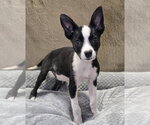 Small #1 Australian Shepherd Mix