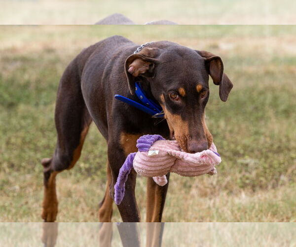 Medium Photo #5 Doberman Pinscher Puppy For Sale in Devine, TX, USA