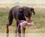 Small #4 Doberman Pinscher