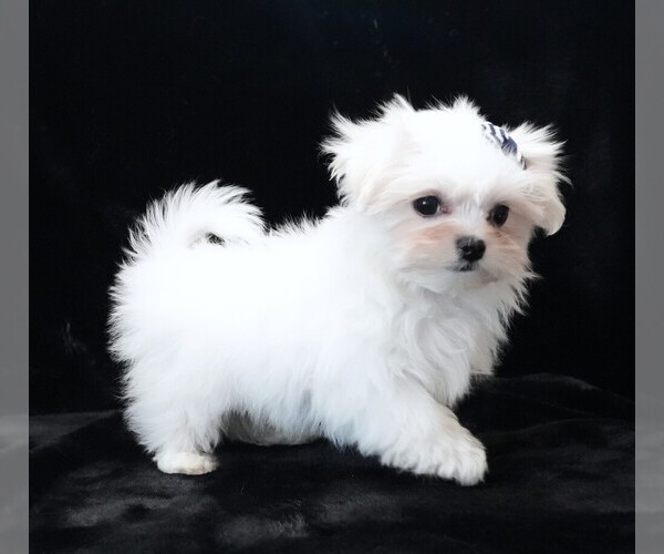 Medium Photo #8 Maltese Puppy For Sale in ROCK VALLEY, IA, USA