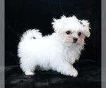 Small #7 Maltese