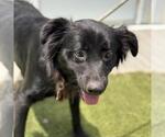Small #1 Labrador Retriever-Spaniel Mix