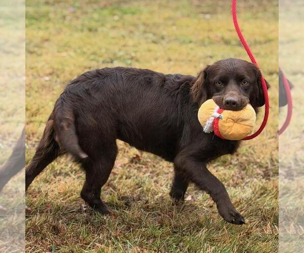Medium Photo #3 Boykin Spaniel-Unknown Mix Puppy For Sale in Yardley, PA, USA
