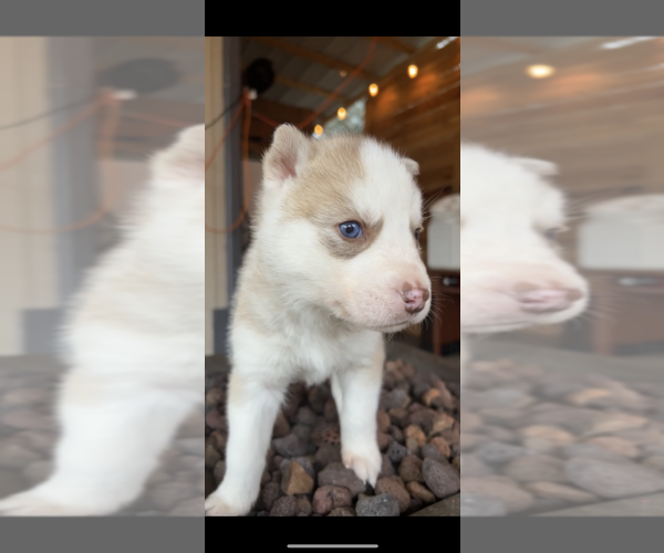View Ad Siberian Husky Litter of Puppies for Sale near Washington