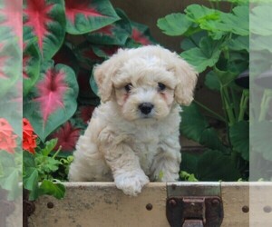 Bichon Frise-Cavachon Mix Puppy for sale in BIRD IN HAND, PA, USA