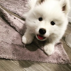 Samoyed Puppy for sale in ARVADA, CO, USA