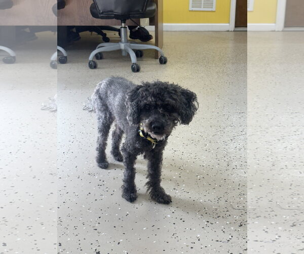 Medium Photo #1 Poodle (Miniature) Puppy For Sale in York, SC, USA