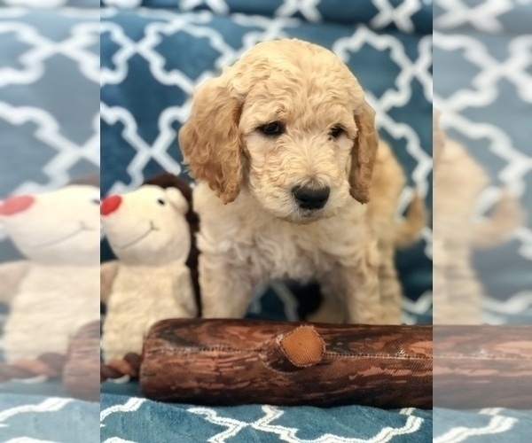 Medium Photo #3 Goldendoodle Puppy For Sale in AURORA, CO, USA