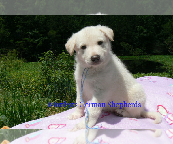 Medium Photo #3 German Shepherd Dog Puppy For Sale in PIEDMONT, MO, USA