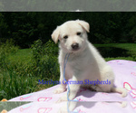 Small #2 German Shepherd Dog