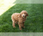 Small Photo #3 Poodle (Miniature) Puppy For Sale in MILLERSBURG, IN, USA