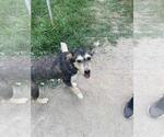 Small Mutt