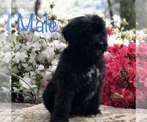 Aussiedoodle Puppy for sale in MOUNT JULIET, TN, USA