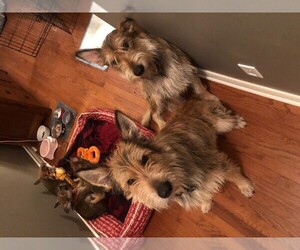 Berger Picard Puppy for sale in Shanty Bay, Ontario, Canada