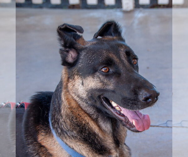 Medium Photo #1 German Shepherd Dog-Unknown Mix Puppy For Sale in San Jose, CA, USA