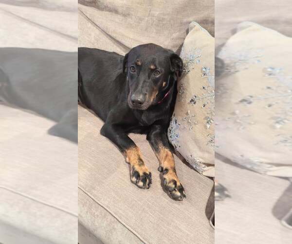 Medium Photo #17 Labrottie Puppy For Sale in Fort Worth, TX, USA