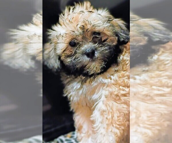Medium Photo #3 Mal-Shi Puppy For Sale in DAHLONEGA, GA, USA