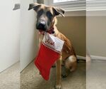Small #28 German Shepherd Dog Mix