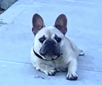 Small Photo #1 French Bulldog Puppy For Sale in GOSHEN, NY, USA
