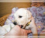 Puppy Chevelle English Cream Golden Retriever