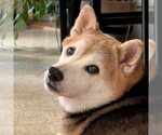 Small #4 Shiba Inu