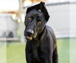 Small Labrador Retriever Mix