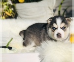 Small Photo #1 Alaskan Klee Kai Puppy For Sale in Oxford Station, Ontario, Canada