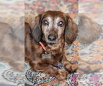 Small #4 Dachshund