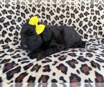 Small #3 Aussiedoodle Miniature 