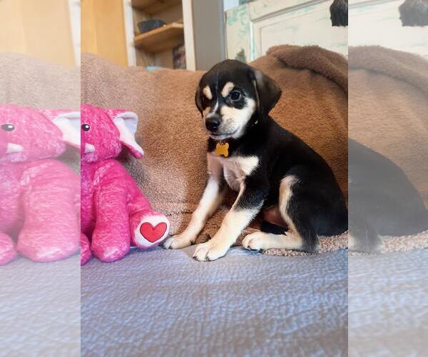 Medium Photo #1 Labrador Retriever-Unknown Mix Puppy For Sale in Rockaway, NJ, USA