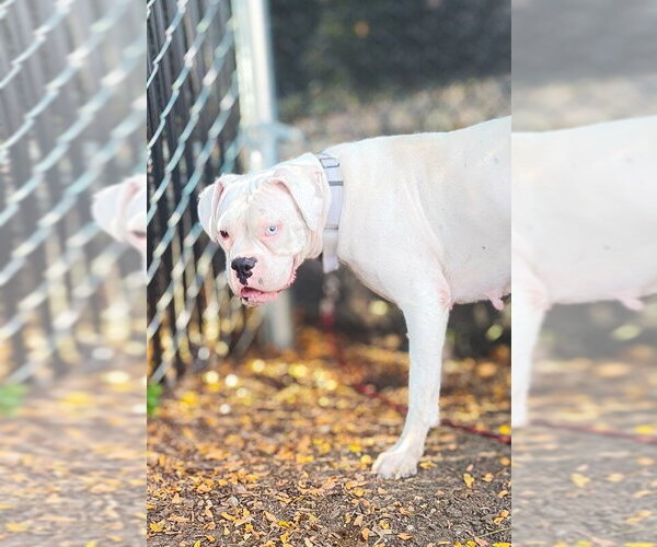 Medium Photo #1 Boxer Puppy For Sale in Dumont, NJ, USA