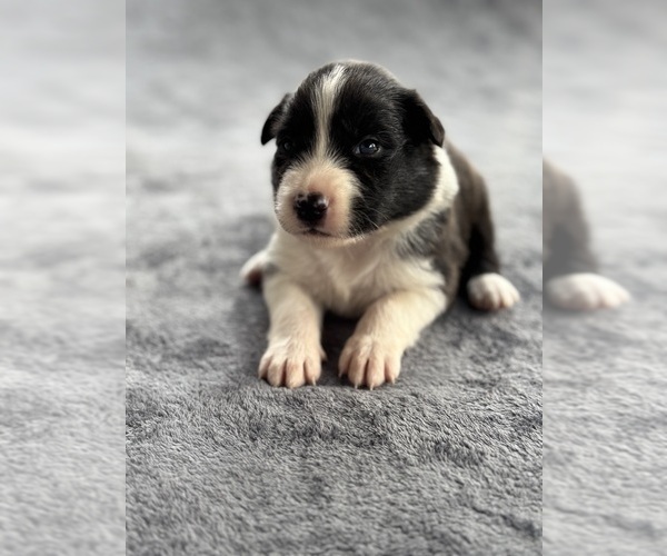 Medium Photo #1 Australian Shepherd Puppy For Sale in CONWAY, MA, USA