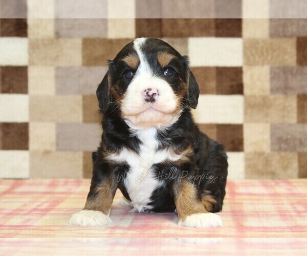 Medium Photo #7 Bernedoodle (Miniature)-Cavapoo (Miniature) Mix Puppy For Sale in DENVER, PA, USA