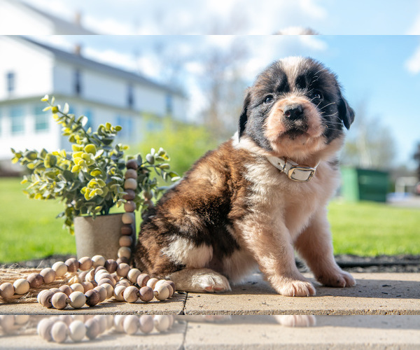 Medium Photo #1 Saint Bernard Puppy For Sale in WEST FARMINGTON, OH, USA