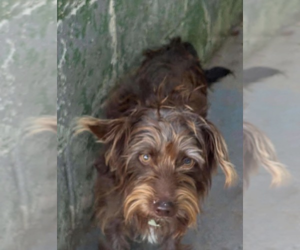 Medium Photo #1 Dachshund-Unknown Mix Puppy For Sale in Rustburg, VA, USA