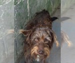 Dash - At shelter available 10/1 - Male Dachshund-Unknown Mix Dog for Adoption - Small photo