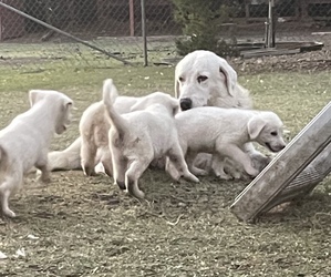Anatolian Shepherd-Great Pyrenees Mix Puppy for sale in MOODY, TX, USA