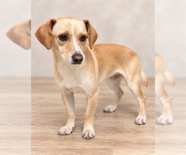 Medium Photo #1 Chihuahua Puppy For Sale in Bakersfield, CA, USA