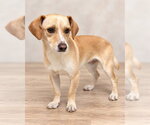 *ODIE - Male Chihuahua Dog for Adoption - Small photo