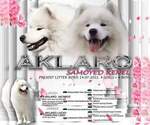 Small Photo #1 Samoyed Puppy For Sale in Kragujevac, Central Serbia, Serbia