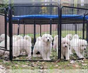 Great Pyrenees Puppy for sale in GREEN BAY, WI, USA