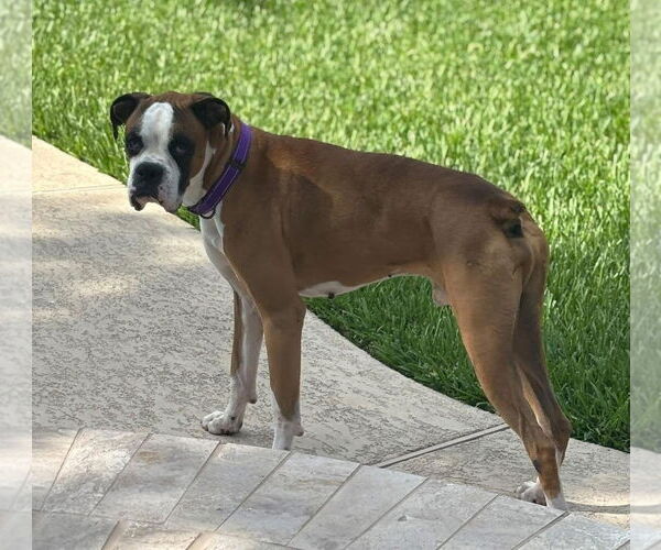 Medium Photo #4 Boxer Puppy For Sale in  Katy, TX, USA