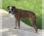 Small #3 Boxer