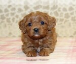 Small #3 Cavapoo