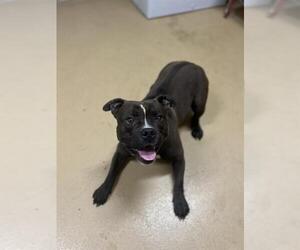 American Pit Bull Terrier-Unknown Mix Dogs for adoption in Chula Vista, CA, USA