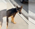 Small #4 German Shepherd Dog