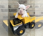Small #4 French Bulldog