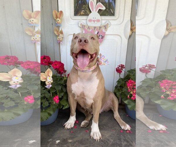 Medium Photo #11 Mutt Puppy For Sale in Miami, FL, USA